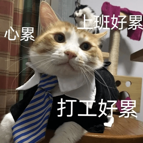 雙十一后冷空氣發(fā)貨？小松鼠壁掛爐請簽收_壁掛爐多少錢